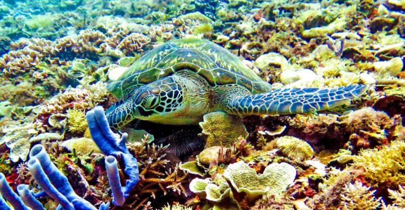 Sunset Snorkling Trip - Pricing and Duration