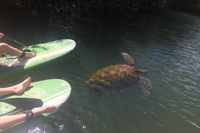 Sunset Stand up Paddle With Photos and Turtles - Health and Safety Guidelines