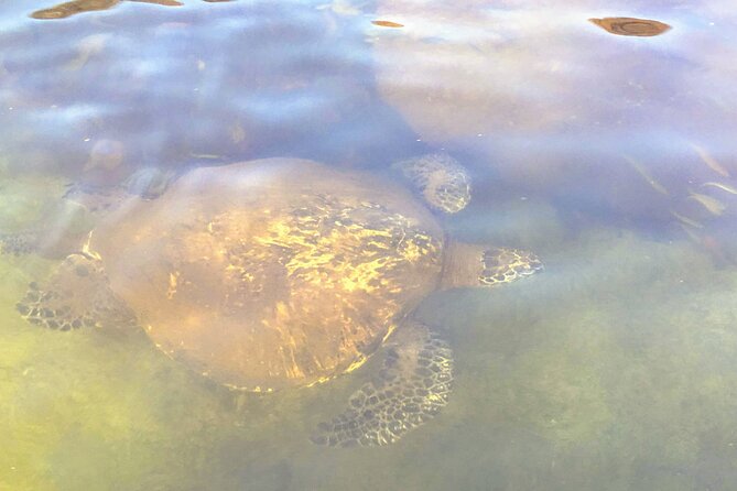 Sunset Stand up Paddle With Photos and Turtles - Positive Traveler Experiences