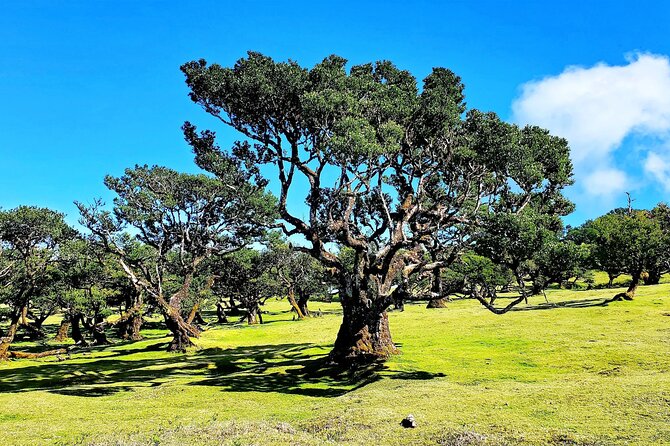 Sunset Tour in Fanal Forest With Food and Drinks - Pickup Information