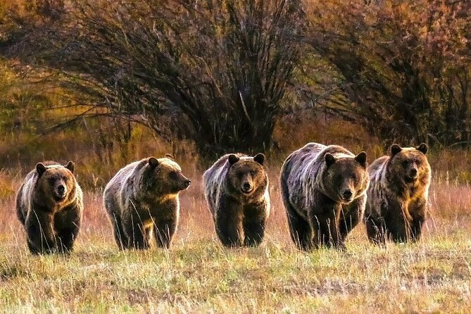 Sunset Tour of Grand Teton National Park - Wildlife Sightings