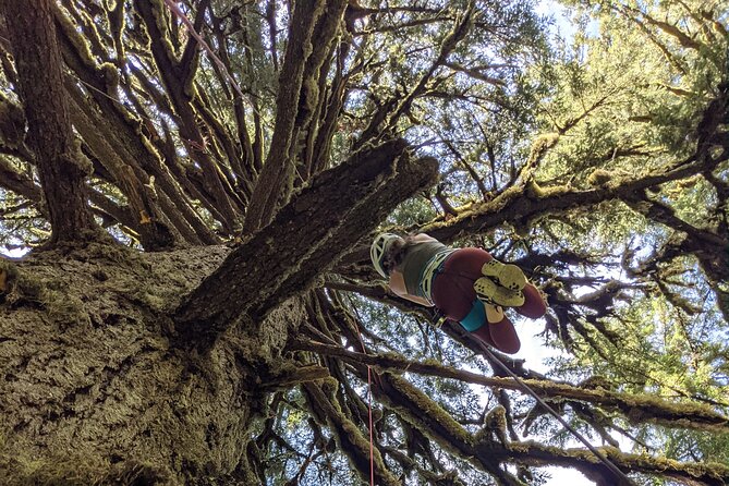 Sunset Tree Climb at Silver Falls State Park - Activity Description