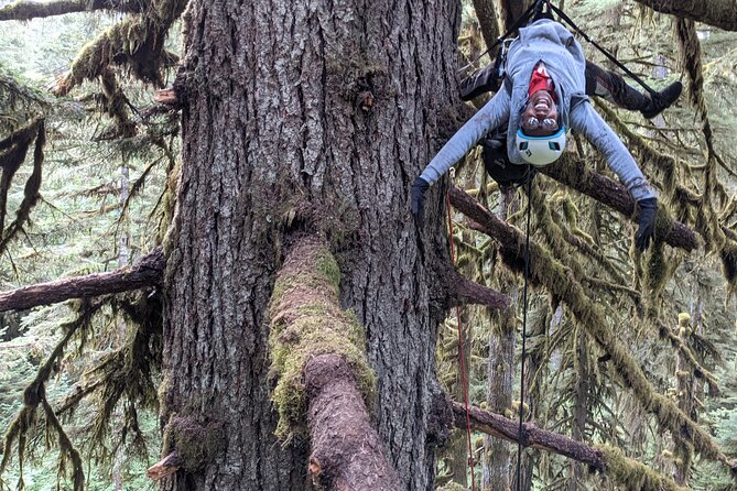 Sunset Tree Climb at Silver Falls State Park - Climbing Techniques