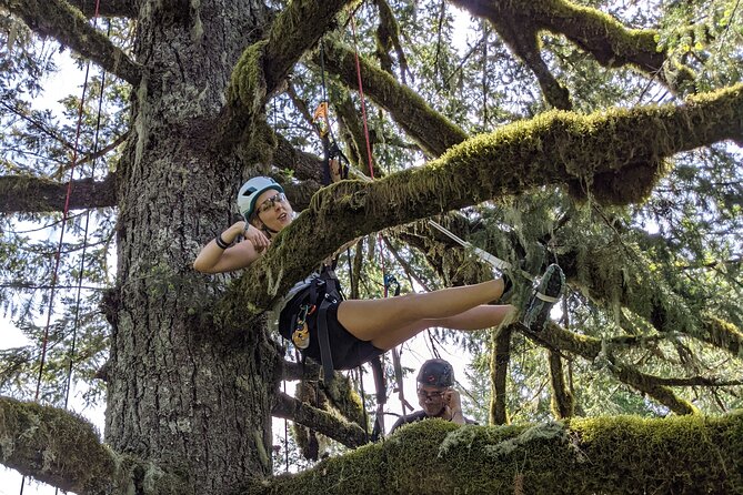 Sunset Tree Climb at Silver Falls State Park - Tree Canopy Experience