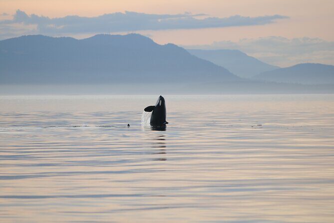 Sunset Whale and Wildlife Adventure in Cowichan Bay - A Whimsical Sunset on the Water