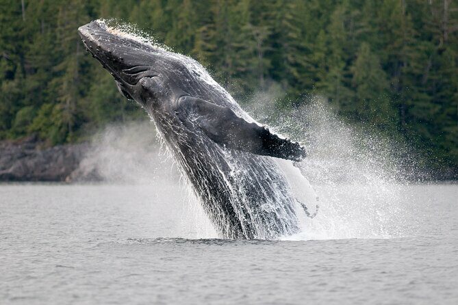Sunset Whale and Wildlife Adventure in Cowichan Bay - Who Will Love This Tour?