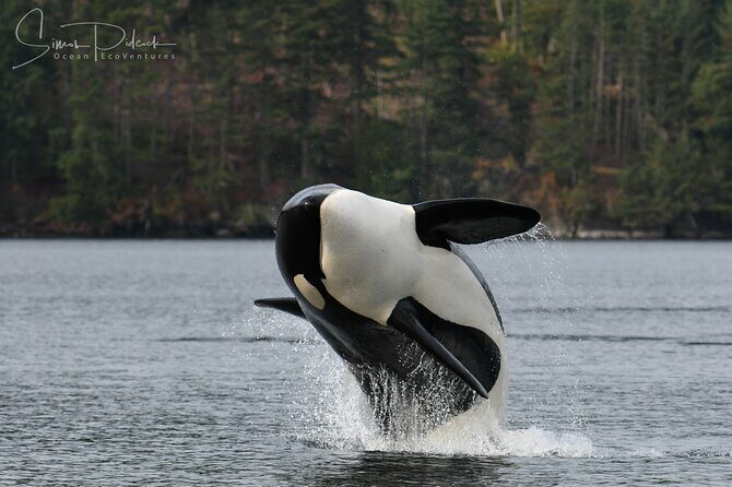 Sunset Whale and Wildlife Adventure in Cowichan Bay - Final Thoughts