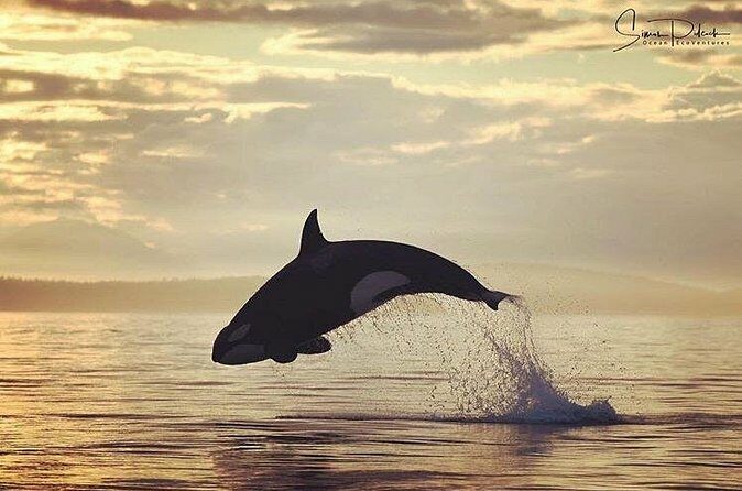 Sunset Whale and Wildlife Adventure in Cowichan Bay - FAQ