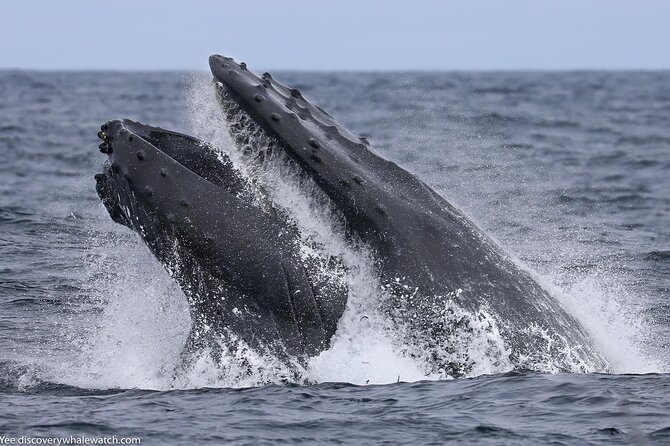 Sunset Whale Watch Tour in Monterey - Meeting and Pickup Details