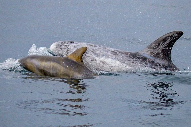 Sunset Whale Watch Tour in Monterey - Tour Description