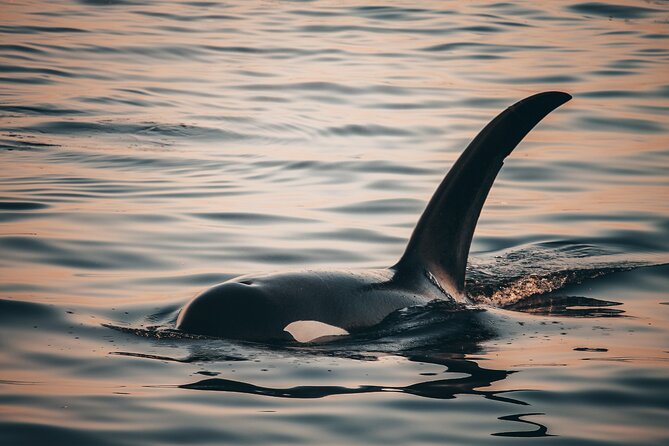 Sunset Whale Watching Adventure From Vancouver - Tour Highlights