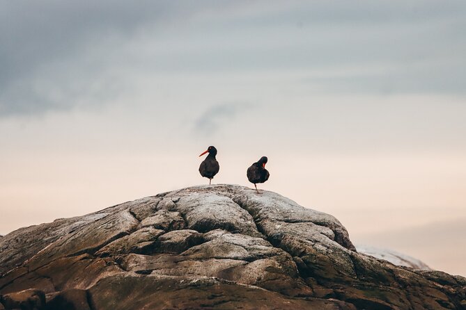 Sunset Whale Watching Adventure From Vancouver - Group Size and Cancellation