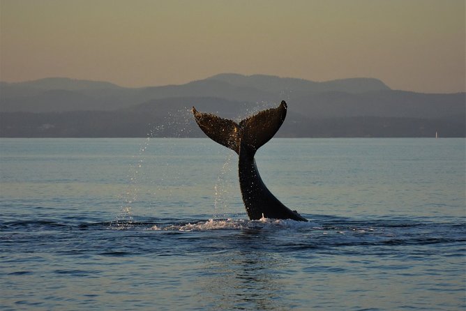 Sunset Whale Watching Adventure From Victoria - Additional Information