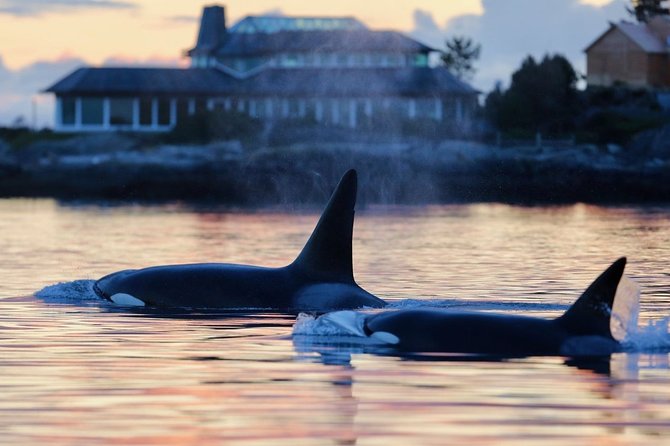 Sunset Whale Watching Adventure From Victoria - Whale Sighting Guarantee