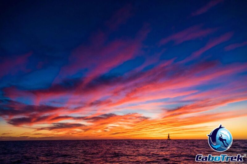 Sunset Whale Watching Cruise in Cabo San Lucas - Experience Highlights