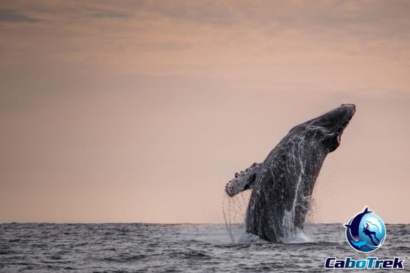 Sunset Whale Watching Cruise in Cabo San Lucas - Exclusions