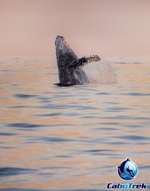 Sunset Whale Watching Cruise in Cabo San Lucas - Cancellation Policy