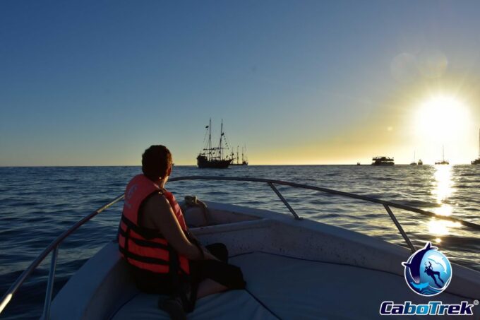 Sunset Whale Watching Cruise in Cabo San Lucas - Booking Options