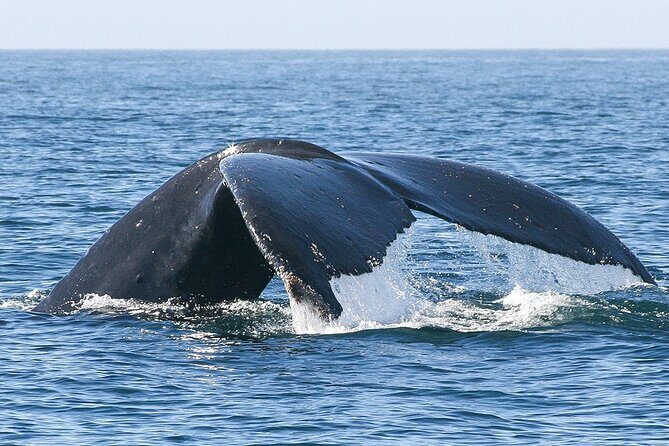 Sunset Whale Watching in San Jose del Cabo - Introduction: An Authentic Baja Experience