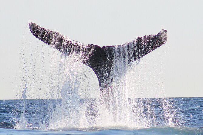 Sunset Whale Watching in San Jose del Cabo - Authentic Encounters: What Travelers Say