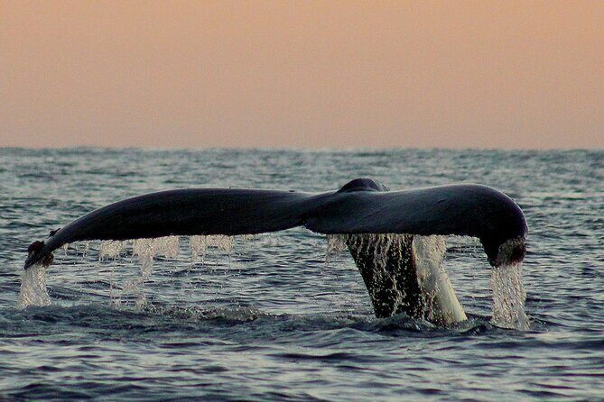 Sunset Whale Watching in San Jose del Cabo - Practical Details & Tips