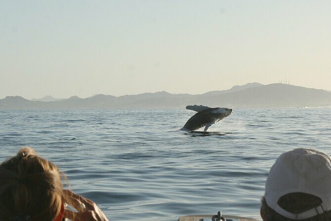 Sunset Whale Watching in San Jose del Cabo - Who Will Love This Tour?