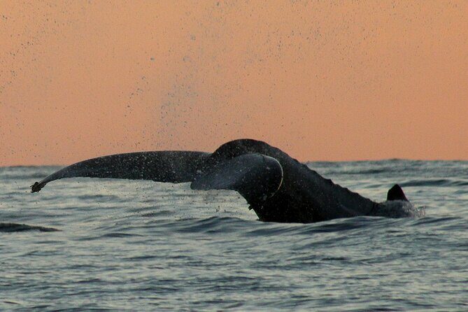 Sunset Whale Watching in San Jose del Cabo - FAQ