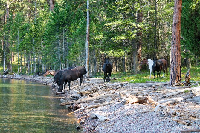 Sunset Wild Horse Island Private Boat Tour - Key Points