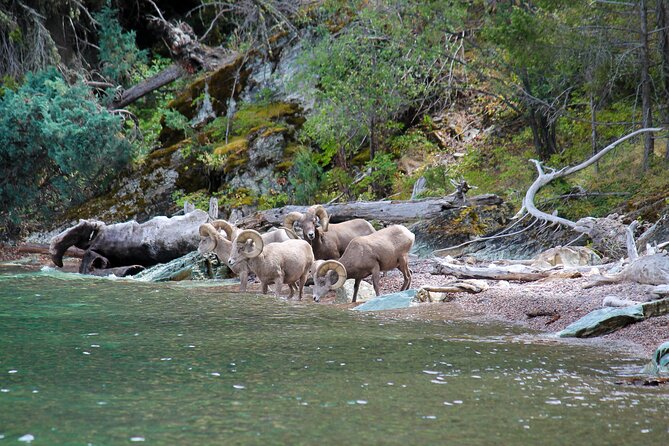 Sunset Wild Horse Island Private Boat Tour - Capturing Sunset Views