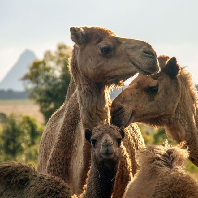 Sunshine Coast: Camels, Gin, and Beer Guided Tour - Distillery Tour and Tasting