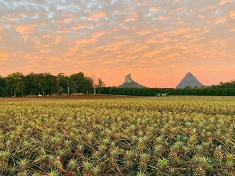 Sunshine Coast Hinterland: Scenic Food Tour Montville Maleny - Discover Artisanal Chocolate Maker