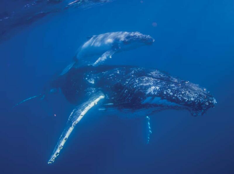 Sunshine Coast: Humpback Whale Cruise And Swim - Sunshine Coast: Humpback Whale Cruise And Swim — An Honest Look