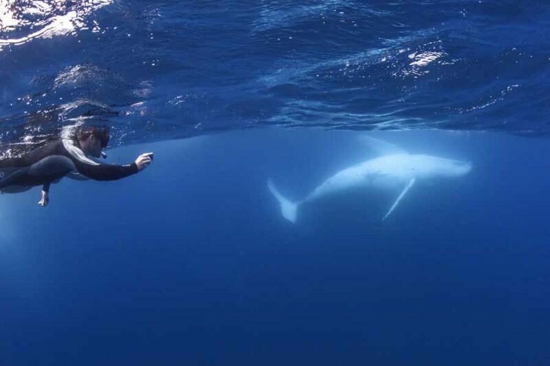 Sunshine Coast: Humpback Whale Cruise And Swim - Key Points