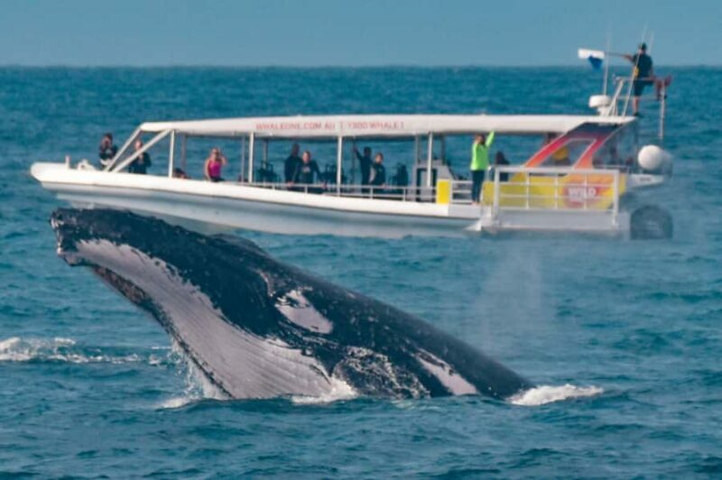 Sunshine Coast: Humpback Whale Cruise And Swim - Who Should Consider This Tour?