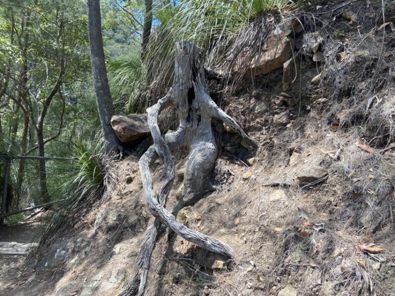 Sunshine Coast: Maleny Village and Kondalilla Falls Tour - Restrictions and Requirements