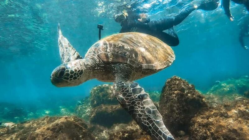 Sunshine Coast: Scuba Dive the Ex-HMAS Brisbane Ship Wreck - Why This Experience Is Worth It