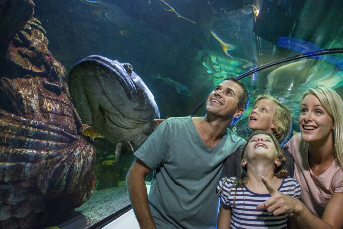 Sunshine Coast: SEA LIFE Sunshine Coast Entry Ticket - Meeting Point and Accessibility