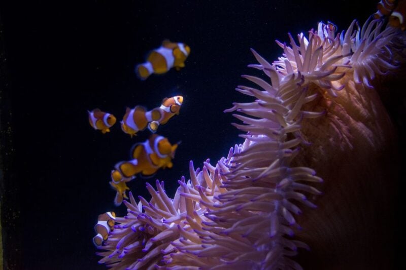 Sunshine Coast: SEA LIFE Sunshine Coast Entry Ticket - Additional Information