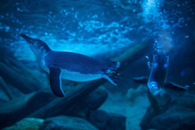 Sunshine Coast: SEA LIFE Sunshine Coast Entry Ticket - Recap