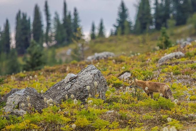 Sunshine Meadows Vistas - Guided Hike (Easy) - Dress Code and Medical Conditions