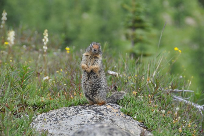 Sunshine Meadows Vistas - Guided Hike (Easy) - Pricing, Cancellation, and Booking
