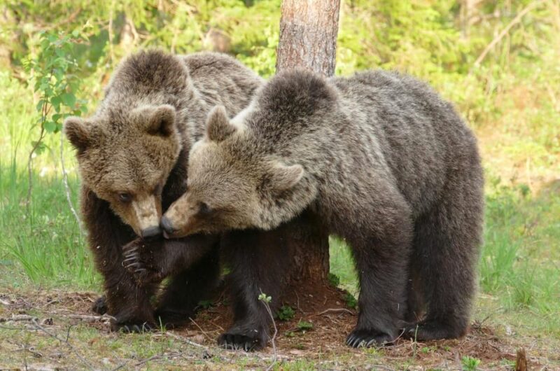 Suomussalmi, Finland: Bear Watching and Photography Night - Wildlife Experience