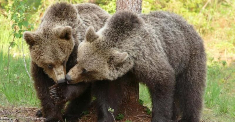 Suomussalmi, Finland: Bear Watching and Photography Night - Preparing for the Expedition