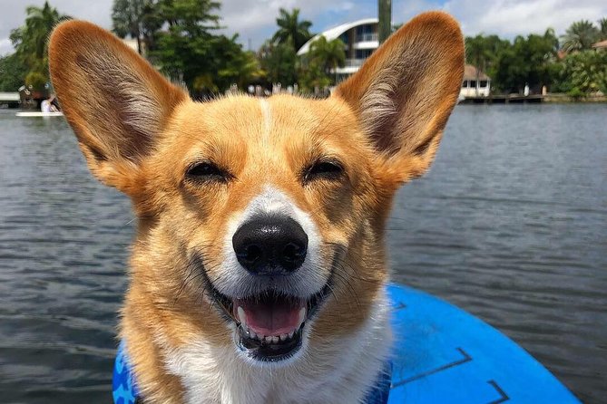 SUP PUP Paddleboard Tour - Meeting and Pickup
