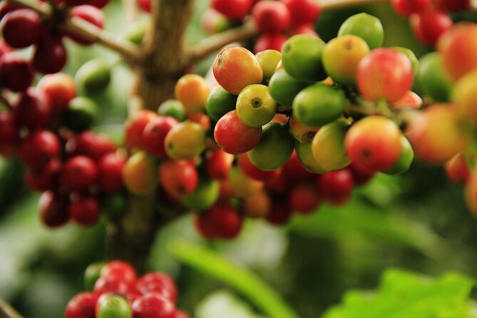 Super Combo Tour: Waterfalls Gardens + Coffee Tour + Poás Volcano - Customer Reviews and Feedback