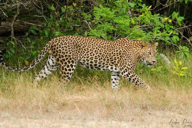 Super Luxury Jeep Safari at Yala National Park - Customer Feedback