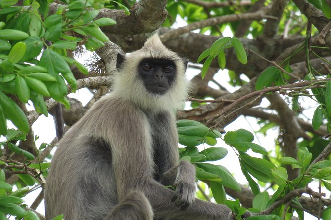 Super Luxury Jeep Safari at Yala National Park - Jeep Safari Details