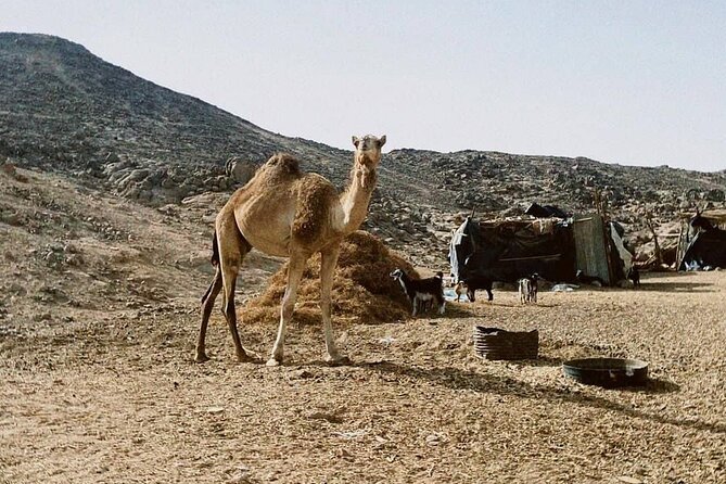 Super Safari, Quad, Jeep, Bedouin, Dinner & Party : Marsa Alam - Cultural Insights