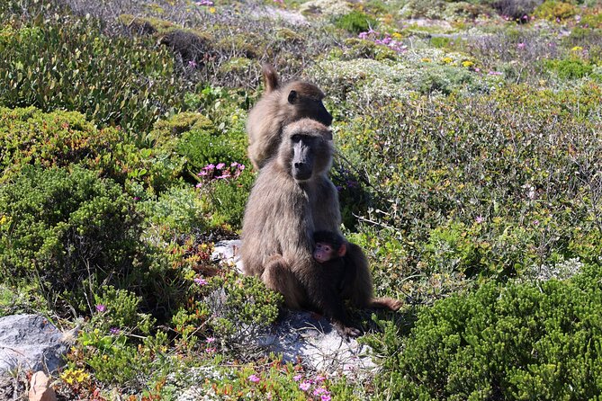 Supersaver: Cape of Good Hope and Cape Point Day Tour From Cape Town - Cancellation Policy