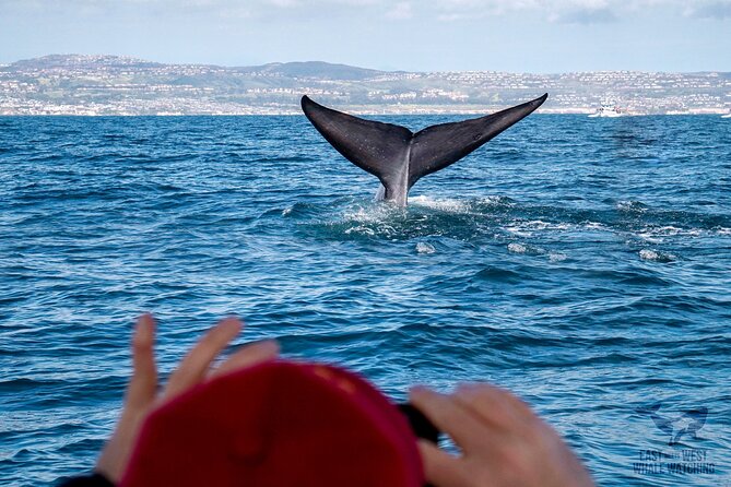 Supreme 2hr Whale/Dolphin Watching Newport Beach, 6 Person Max - Inclusions
